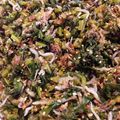 絢香のママ's cooksnap of when they made ご飯がすすむ！大根の葉のふりかけ♪.