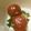 ᎽᏌᏃᏌᏲᎯ's cooksnap of when they made 大根の葉とプチトマトのガーリック炒め.
