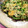 mocomoku's cooksnap of when they made 大根葉のおやき風.