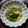 ＊たます＊'s cooksnap of when they made 簡単！しめさばでぬた〜酢みそあえ〜.