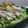 たべたいち's cooksnap of when they made レンジで簡単☆蒸し鶏のネギソース.