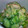 音々かーちゃん's cooksnap of when they made きゅうりの酒かす和え.