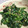 クックVI4VLM☆'s cooksnap of when they made 簡単☆ねりごまでほうれん草のごまあえ.