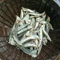 にゃっきゅ's cooksnap of when they made 簡単☆こいわしのさばき方.