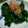 かなじる's cooksnap of when they made ～ほうれん草のおひたし～.