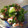 ぴぃのしん's cooksnap of when they made タコとあおさの酢の物.