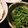 ﾌﾞﾌﾞ's cooksnap of when they made 簡単　せりのナムル.