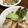 カナリアイエロー's cooksnap of when they made 豚肉巻き豆腐ステーキ.