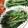 クックZSDRIX☆'s cooksnap of when they made いんげんの胡麻和え.