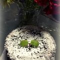 いち汰's cooksnap of when they made ベイクドオレオチーズケーキ.