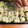 るんるん♪こなこ's cooksnap of when they made おいしいたこ焼きタネのレシピ♪.