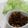 まぁしお's cooksnap of when they made 納豆とひき肉を炒めてサラダに♪.