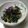おりょせん's cooksnap of when they made シンプル旨い♪からし菜のクレソル炒め.