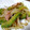 たくやときみこ's cooksnap of when they made 簡単！厚切りハムとゴーヤの炒め物.