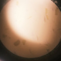 クックLYYTIX☆'s cooksnap of when they made 簡単かぼちゃのポタージュ☆.