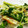 ふーち＠あやこ's cooksnap of when they made *かいわれ大根とツナの和え物*.