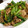 くまんぼう's cooksnap of when they made 小松菜と豚肉のとろみ炒め.