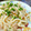haru1204x's cooksnap of when they made 超簡単！ツナと梅の焼きうどん.
