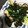 みなと73's cooksnap of when they made ヒラタケとほうれん草のにんにく炒め.