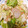 クックC1E1AC☆'s cooksnap of when they made 柔らか豚ヒレとキャベツのオイマヨ炒め.