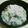 momo634's cooksnap of when they made 磯ふわり【蕪・しらす・素干し海苔の粥】.