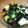 saeed's cooksnap of when they made タコときゅうりとわかめの酢の物.