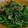 新米ママじゅねーぶ's cooksnap of when they made 簡単5分☆菜の花のガーリック炒め.