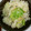 おうちゃん母さん's cooksnap of when they made 簡単梅干し炊き込みごはん.