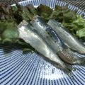 micchan33's cooksnap of when they made 【杜氏流】鰯の酢〆 酒粕風味　酢締め.