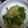 potaka's cooksnap of when they made 簡単!美味しい!小松菜のお浸し☆.