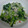 レモンパッソ's cooksnap of when they made 簡単！小松菜の胡麻和え.