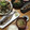 させめ＊'s cooksnap of when they made 失敗なし!! あさりの酒蒸し.