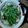 ジンマコまま　's cooksnap of when they made ホットプレートで簡単♥鉄板鍋.