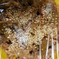 つっちーという人's cooksnap of when they made 豚肉と牛蒡の甘辛炒め♪.