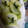 クックW0QY9S☆'s cooksnap of when they made シンプル！大根と小松菜の塩炒め.
