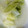 tidagon's cooksnap of when they made 我が家の冬の定番☆白菜もち.