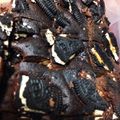 砂糖の夢's cooksnap of when they made 牛乳パックで手作り特大スクエア型.