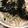 かな☆'s cooksnap of when they made 新玉ねぎのシラスと胡麻と海苔のサラダ.