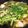 ryoku☆'s cooksnap of when they made 食育☆郷土料理 東北☆鶏肉で芹セリ鍋.