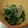 ポニーリボン's cooksnap of when they made 簡単ささっと☆しめじと水菜の胡麻和え.