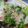 クック7WMCG5☆'s cooksnap of when they made 菜の花のお浸し.