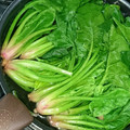 たけなお☆'s cooksnap of when they made 基本のほうれん草のおひたし♪.
