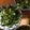 ♪まさポン♪'s cooksnap of when they made 春菊と海苔の胡麻油サラダ.