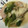 sona478's cooksnap of when they made レンジで簡単！えびとたらの中華蒸し.
