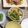 Tohkogo's cooksnap of when they made 野菜だけ！ながいもとピーマンの炒めもの.