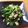 彪とら's cooksnap of when they made 蕪の葉とツナの塩昆布レモン和え.