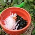 もりあん農園's cooksnap of when they made 大根とワカメの梅サラダ♪.