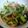なつひこ's cooksnap of when they made ご飯が進む☆チンゲン菜の炒め物.