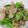 かぐら_'s cooksnap of when they made 風邪に負けない！ネギたっぷり肉野菜炒め.