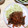 クック53IBIJ☆'s cooksnap of when they made やわらか～い豚の生姜焼き.